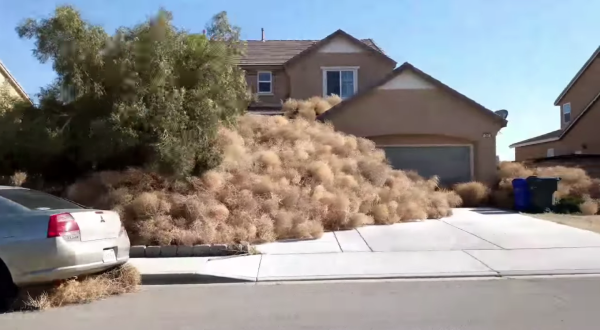Tumbleweeds Are Taking Over This California Town And It’s Worse Than You’d Think