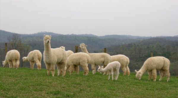 There’s An Alpaca Farm In West Virginia And You’re Going To Love It