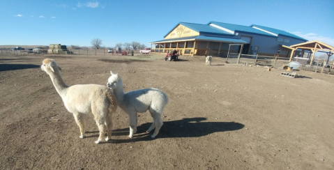 There’s An Alpaca Farm In South Dakota And You’re Going To Love It