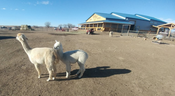 There’s An Alpaca Farm In South Dakota And You’re Going To Love It