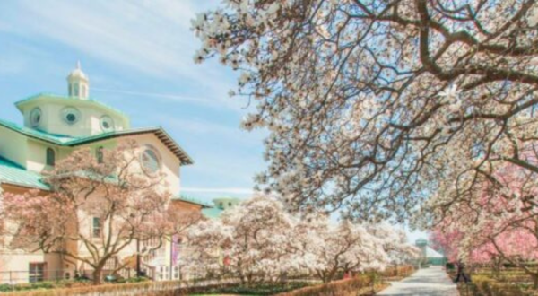7 Places To See Gorgeous Cherry Blossoms Around The U.S. This Spring Besides D.C.