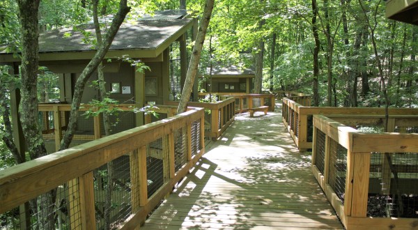 Hike This Treetop Nature Trail In Alabama For An Unforgettable Outdoor Adventure