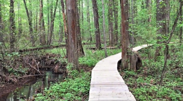 This Beautiful Boardwalk Trail In Maryland Is The Most Unique Hike Around