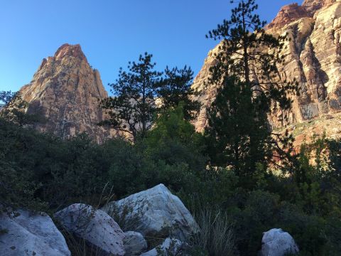 The Ancient Forest In Nevada That's Right Out Of A Storybook