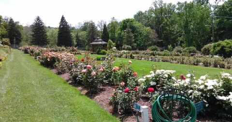 There's A Beautiful Rose Garden Hiding In Pittsburgh And It's So Worth A Visit