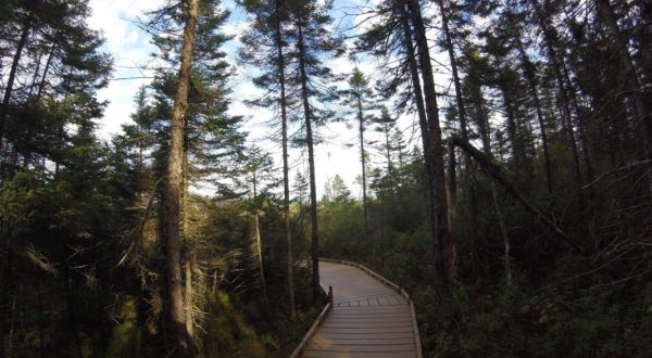 This Beautiful Boardwalk Trail In Maine Is The Most Unique Hike Around