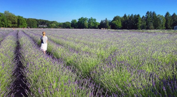 One Of The Largest Lavender Farms In The Country Is Hiding Right Here In New York