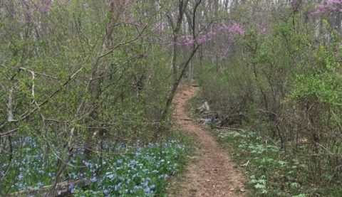 This Easy Wildflower Hike In Pennsylvania Will Transport You Into A Sea Of Color