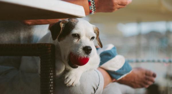 Here Are 6 Ways To Keep Pets Safe And Happy While Traveling