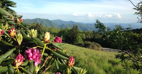 The 7 Wonders Of Tennessee Springtime You Must See Before They're Gone