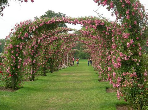 There's A Beautiful Rose Garden Hiding In Connecticut And It's So Worth A Visit
