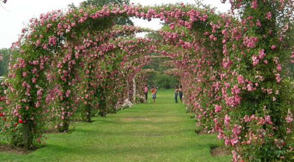 There’s A Beautiful Rose Garden Hiding In Connecticut And It’s So Worth A Visit