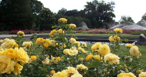 There's A Beautiful Rose Garden Hiding In Milwaukee And It's So Worth A Visit