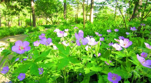 This Easy Wildflower Hike In Missouri Will Transport You Into A Sea Of Color