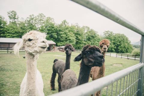 There’s An Alpaca Farm In Massachusetts And You’re Going To Love It