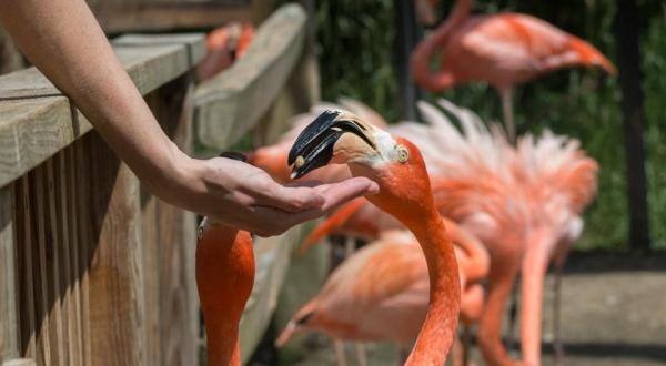 Most People Don’t Know This North Carolina Zoo And Adventure Park Even Exists