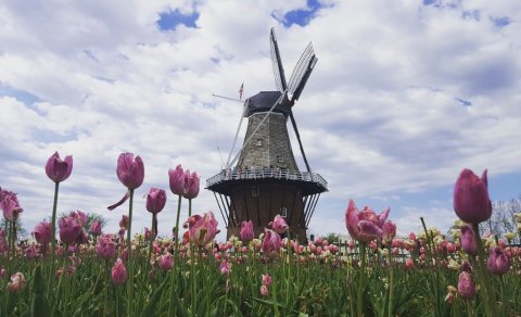 This Enchanting Tulip Festival In Michigan Is All You Need For Spring