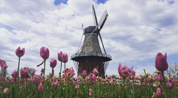 This Enchanting Tulip Festival In Michigan Is All You Need For Spring