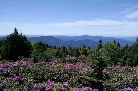 This Easy Hike In North Carolina Will Transport You Into A Sea Of Color
