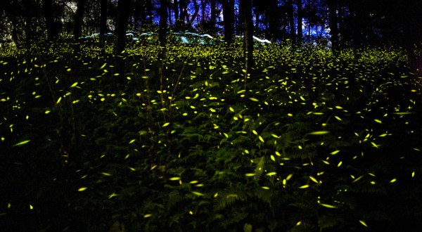 This Firefly Phenomenon In Massachusetts Will Enchant You In The Best Way Possible