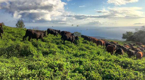 You’ll Never Run Out Of Things To Do At This Remarkable Ranch Hiding In Hawaii