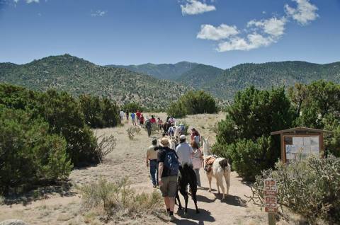 Go Llama Hiking Through The Forest On This Unforgettable New Mexico Adventure