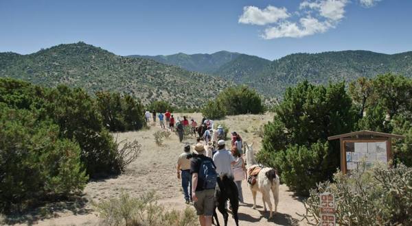Go Llama Hiking Through The Forest On This Unforgettable New Mexico Adventure