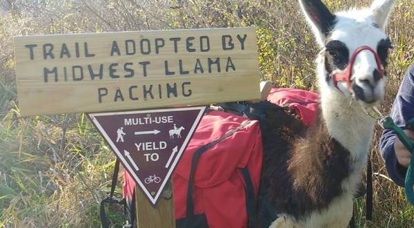 Go Llama Hiking Through The Forest On This Unforgettable Wisconsin Adventure