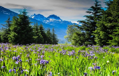 A Trip To Alaska's Neverending Wildflower Field Will Make Your Spring Complete