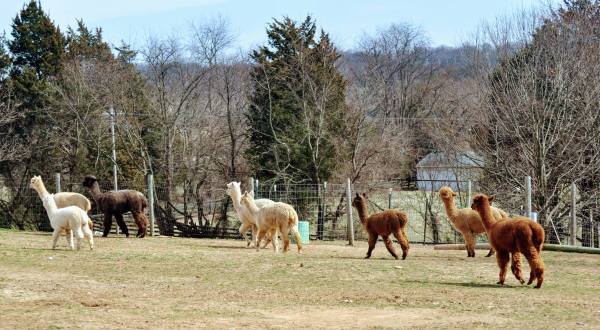 There’s An Alpaca Farm In Maryland And You’re Going To Love It