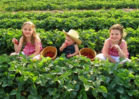 You’ll Have Loads Of Fun At These 7 Pick-Your-Own Fruit Farms In Iowa