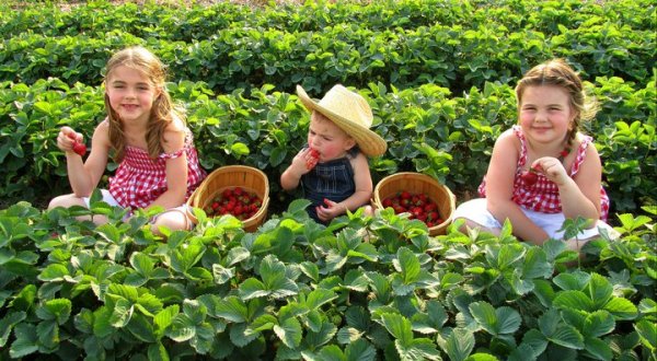 You’ll Have Loads Of Fun At These 7 Pick-Your-Own Fruit Farms In Iowa