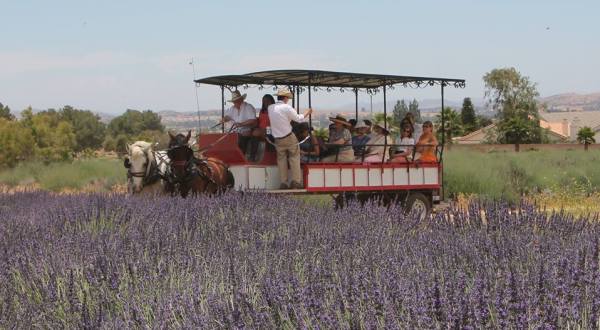 There’s A Lavender Festival In Southern California And It’s The Dreamiest Place On Earth