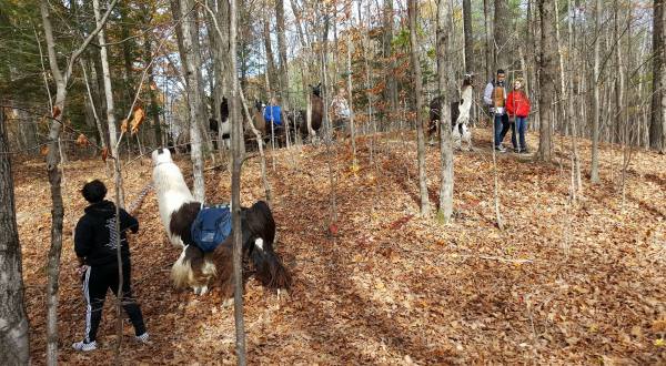 Go Llama Hiking Through The Forest On This Unforgettable New York Adventure