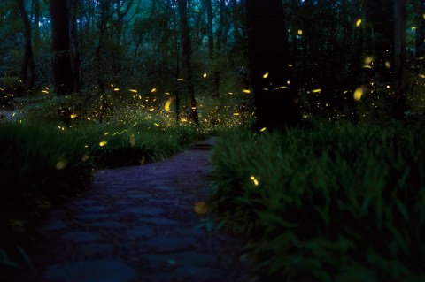 This Firefly Phenomenon In New York Will Enchant You In The Best Way Possible