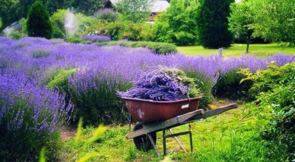 The Lavender Festival In Delaware That’s Unlike Any Other