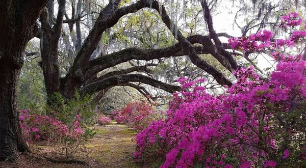 The Oldest Public Garden In America Is In South Carolina And You’ll Want To Visit
