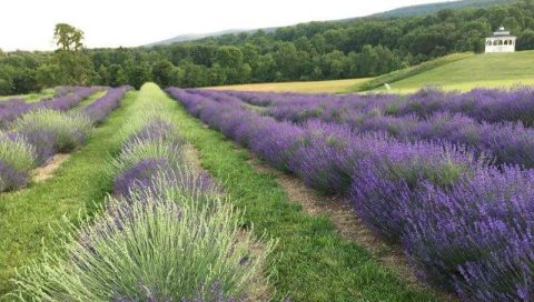 The Lavender Festival In Maryland That’s Unlike Any Other