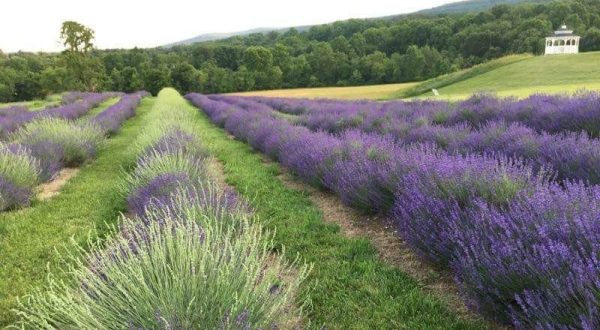 The Lavender Festival In Maryland That’s Unlike Any Other