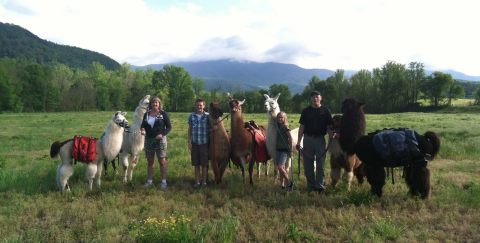 Go Llama Hiking Through The Forest On This Unforgettable Tennessee Adventure