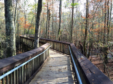 This Beautiful Boardwalk Trail In Louisiana Is The Most Unique Hike Around