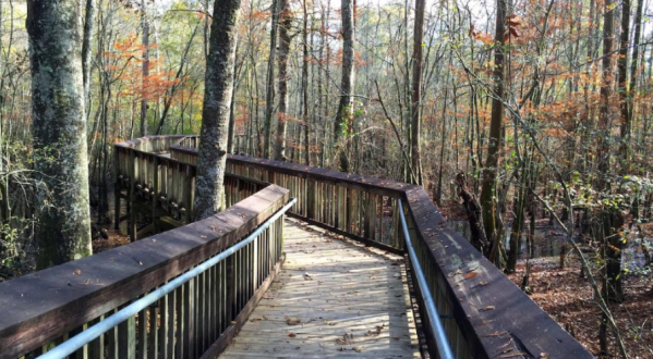 This Beautiful Boardwalk Trail In Louisiana Is The Most Unique Hike Around