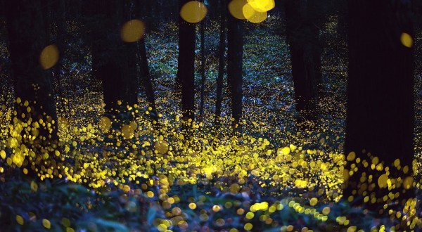 The Firefly Phenomenon In This Ancient Forest In South Carolina Is Magical And You’ll Want To See It