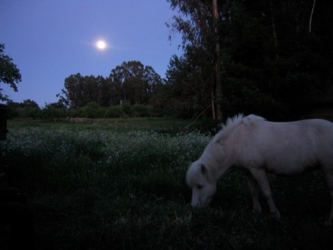 This Moonlight Horseback Tour In Pennsylvania Is Like Nothing You've Experienced Before