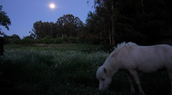 This Moonlight Horseback Tour In Pennsylvania Is Like Nothing You’ve Experienced Before