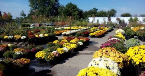 9 Jaw-Dropping Flower Farms In Indiana That Will Make Your Spring Positively Enchanting