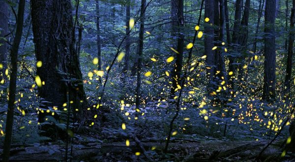 This Firefly Phenomenon In Tennessee Will Enchant You In The Best Way Possible