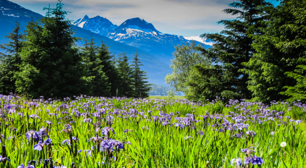 A Trip To Alaska’s Neverending Wildflower Field Will Make Your Spring Complete