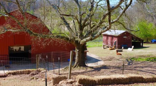 There’s An Alpaca Farm In Alabama And You’re Going To Love It