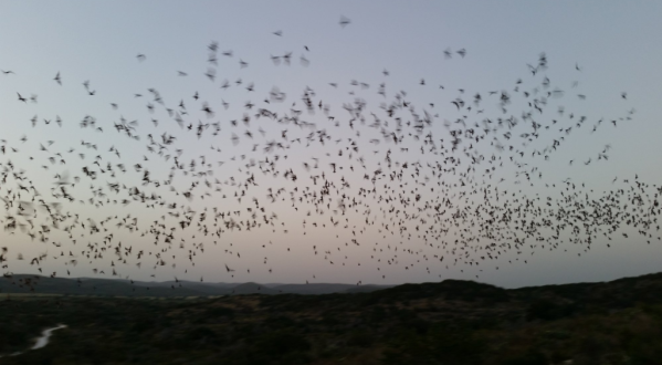 The Second-Largest Bat Population In The World Can Be Found Right Here In Texas